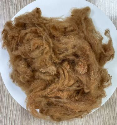 سعر جيد ألياف البوليستر المعاد تدويرها 2.5D 51mm الجمل الأصفر الانترنت