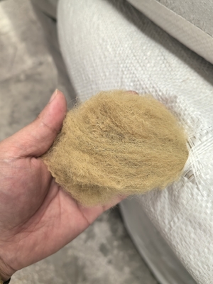 سعر جيد ألياف البوليستر المعاد تدويرها 6D 51mm بيج منخفضة الطول الانترنت